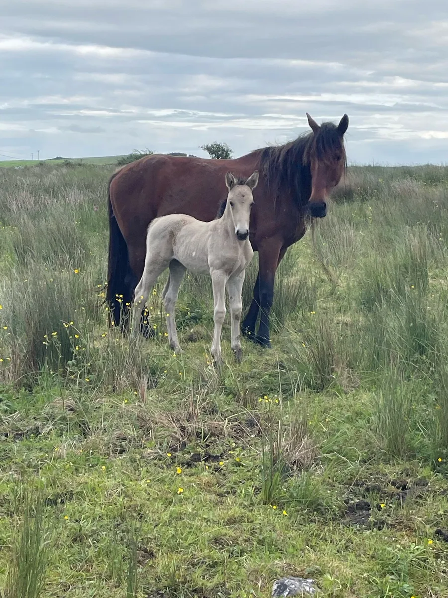 Mare + Foal - Image 2