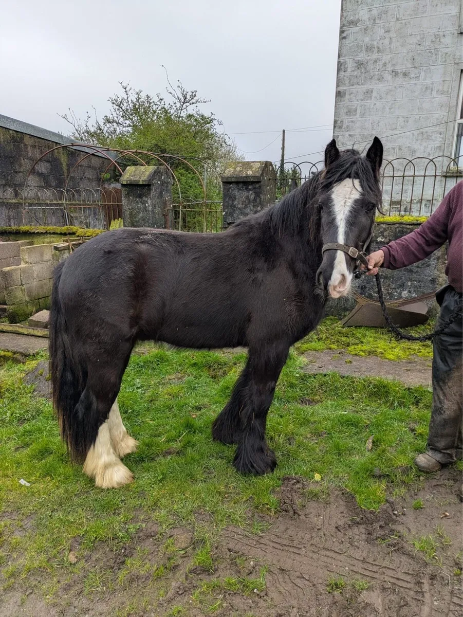 14.2 Cob Gelding - Image 1