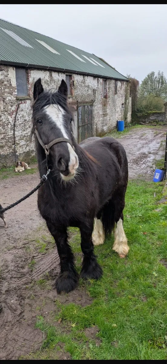 14.2 Cob Gelding - Image 2
