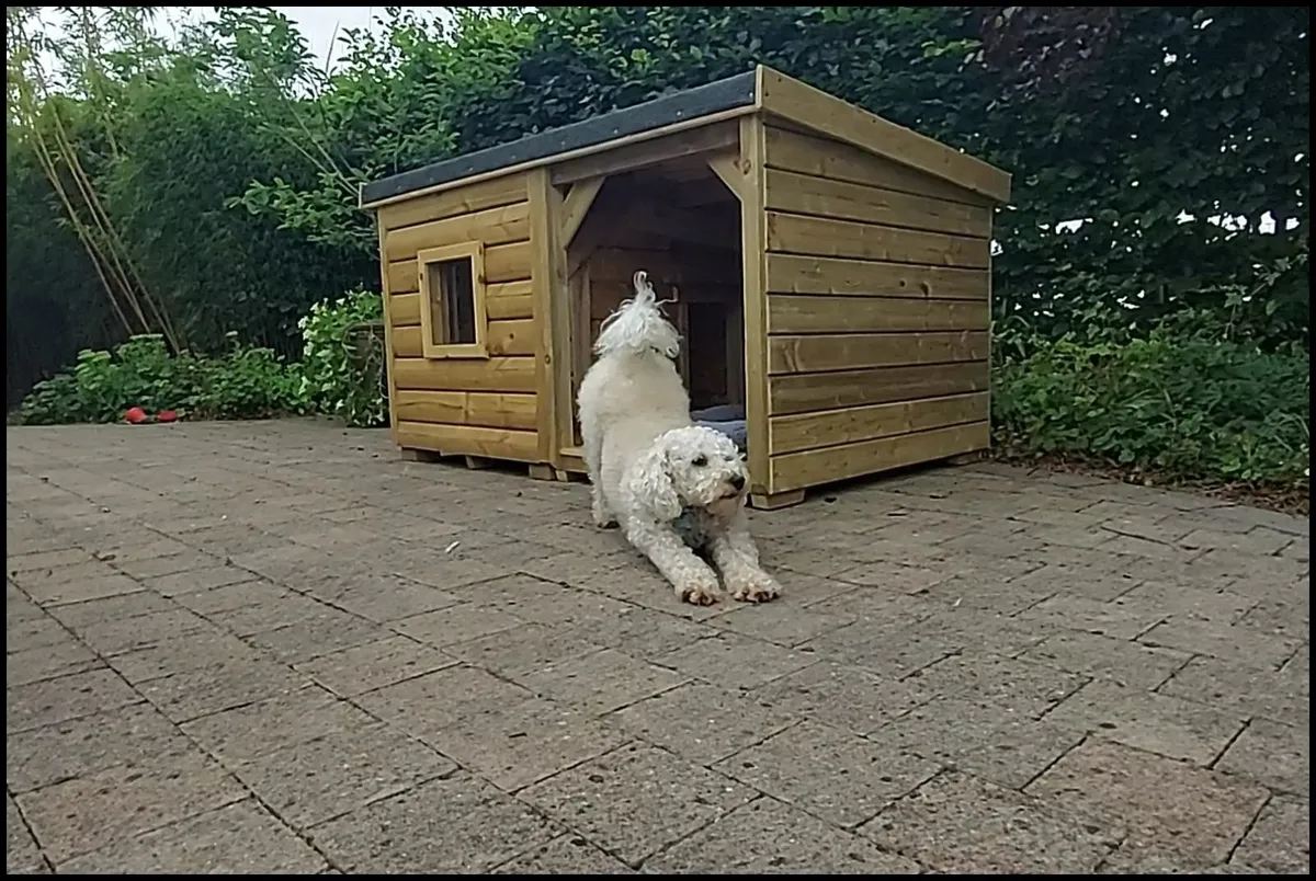 Dog Boxes - Image 1
