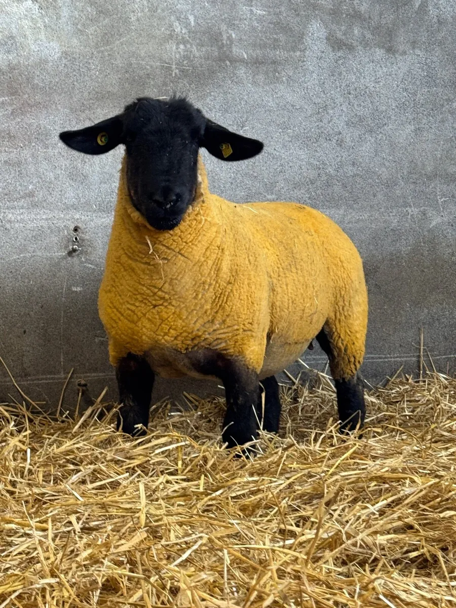 Pedigree Suffolk Ewe Hogget - Image 1
