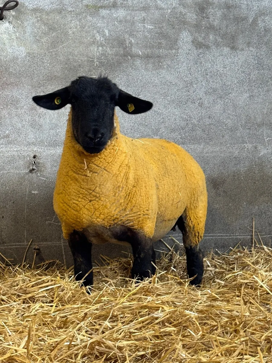 Pedigree Suffolk Ewe Hogget - Image 3