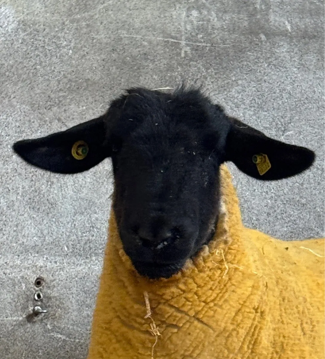 Pedigree Suffolk Ewe Hogget - Image 4