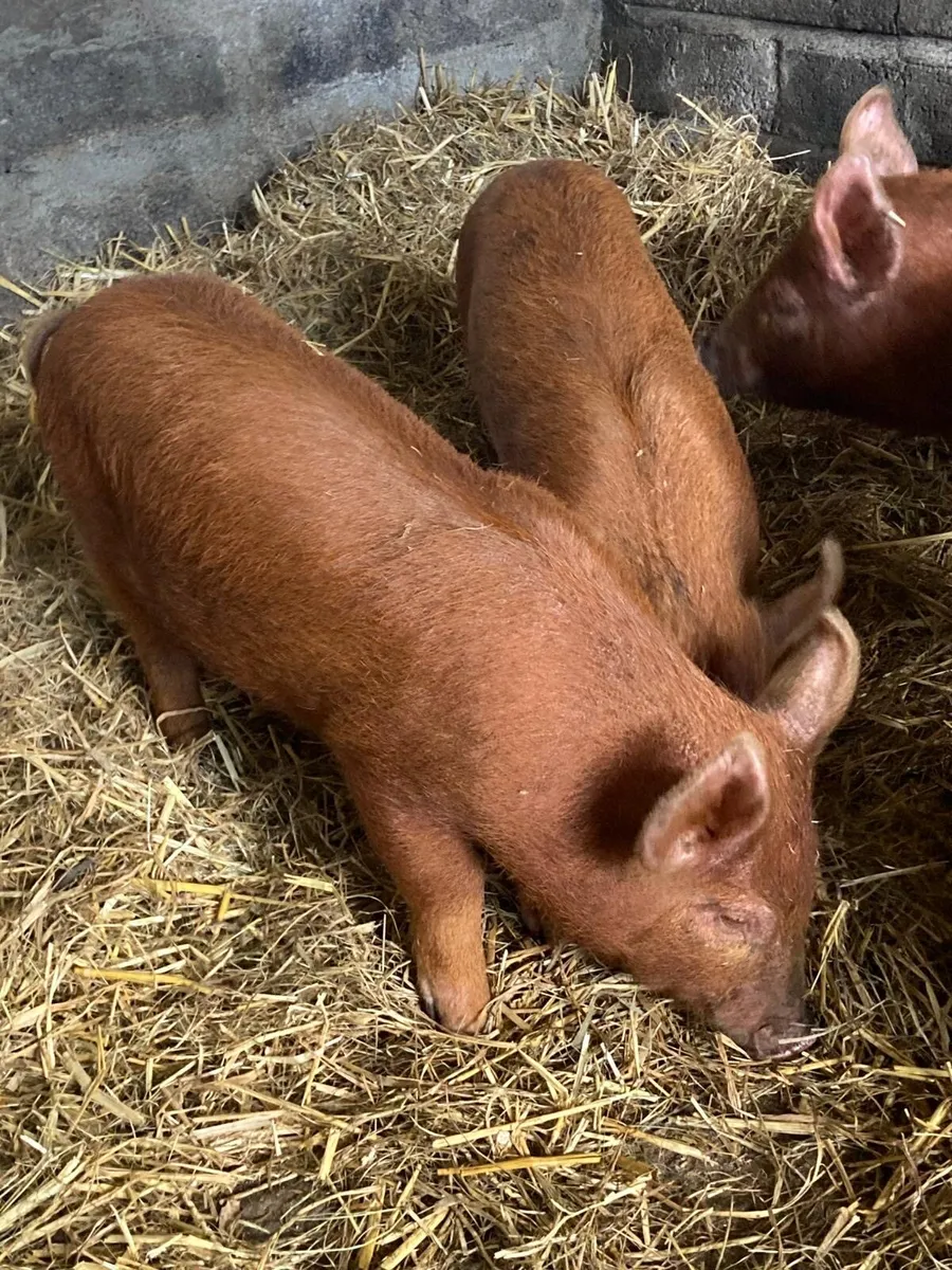 Tamworth pigs - Image 2