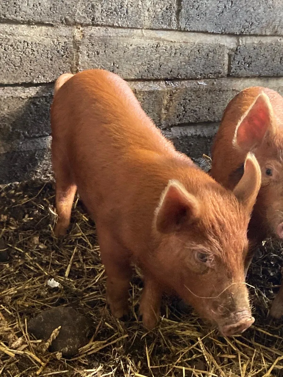 Tamworth pigs - Image 1