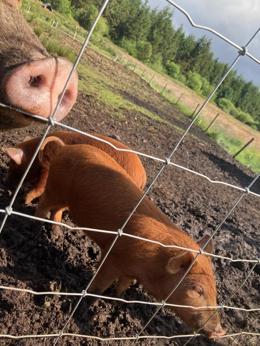 Tamworth pigs - Image 3