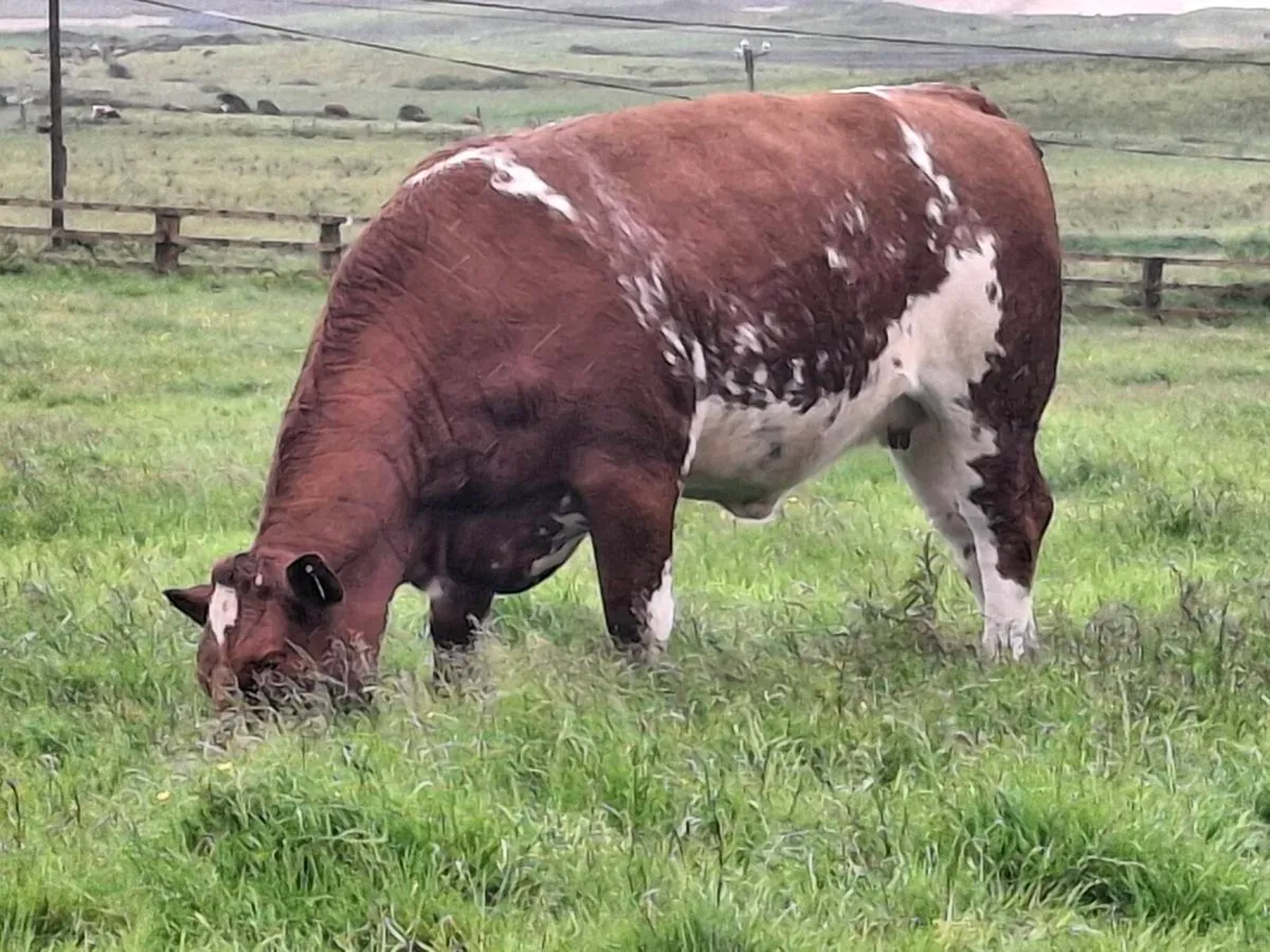Breeding heifer - Image 1