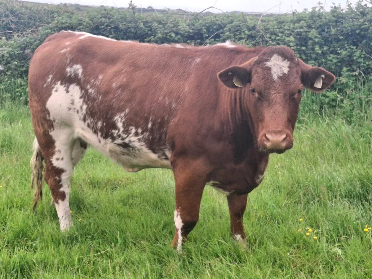 Breeding heifer - Image 2