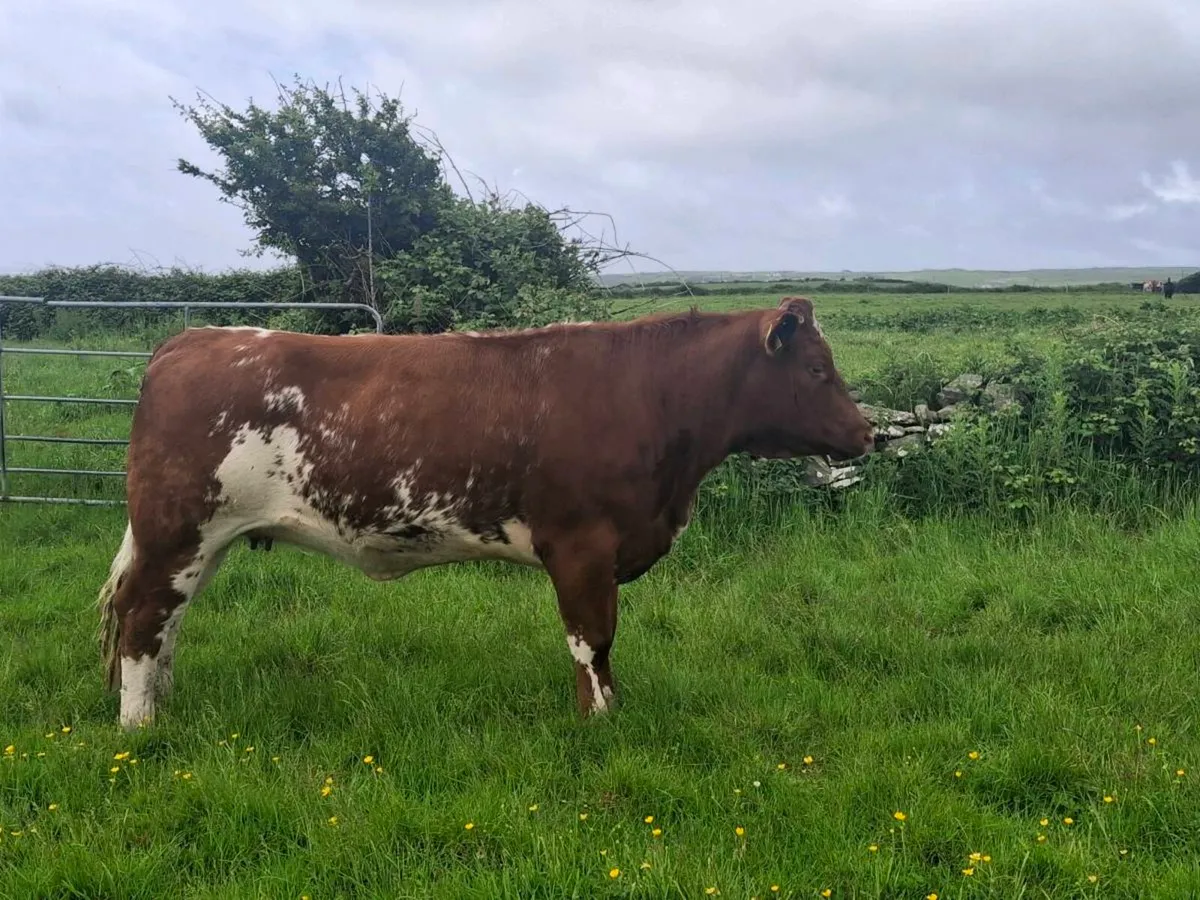 Breeding heifer - Image 3