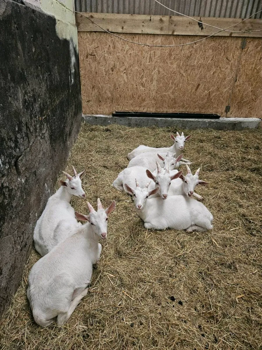 8 Saanen male kids 3 months old - Image 1