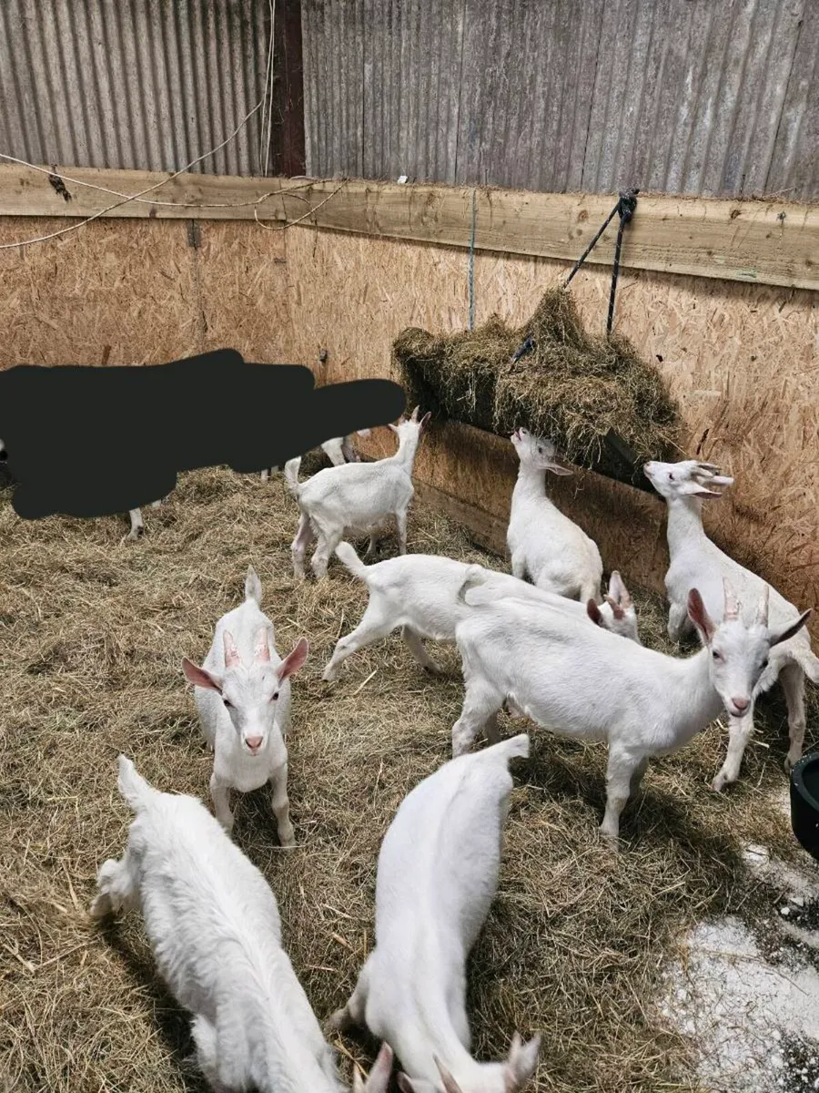 8 Saanen male kids 3 months old - Image 2