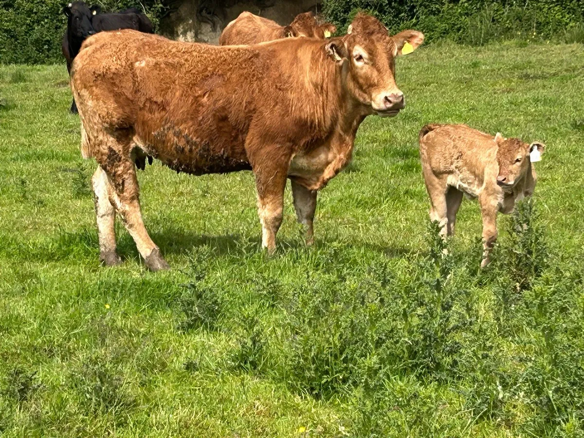 4 first  calved red limousine heifers - Image 1