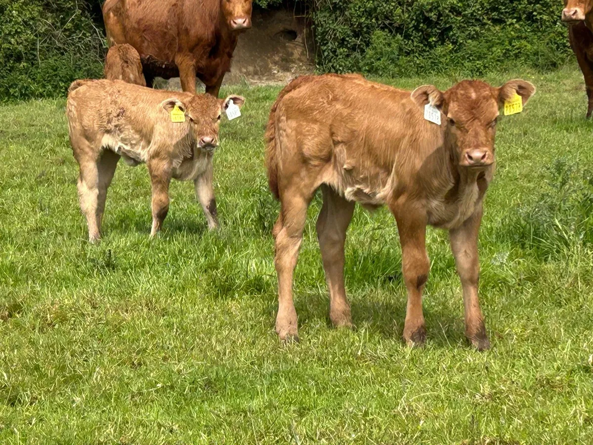 4 first  calved red limousine heifers - Image 3