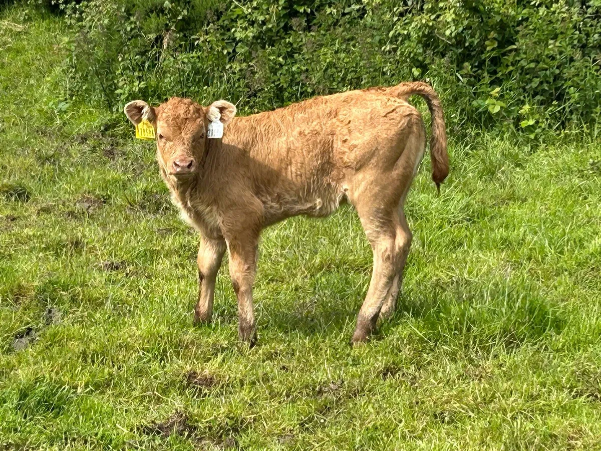 4 first  calved red limousine heifers - Image 4