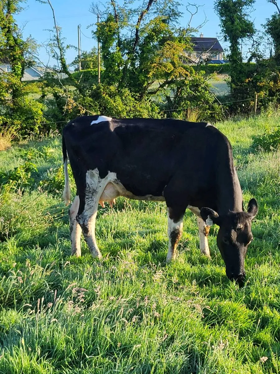 Cow to suck calves - Image 1