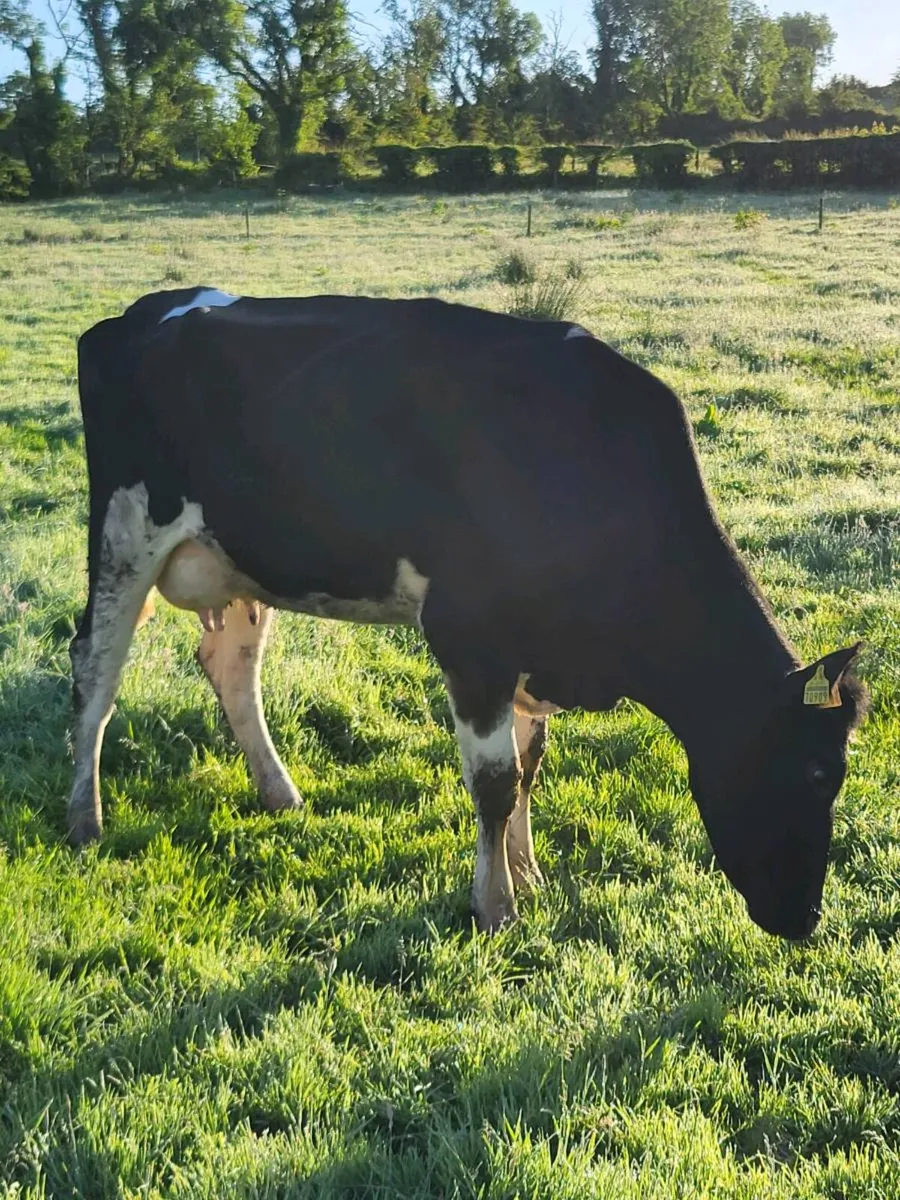 Cow to suck calves - Image 3