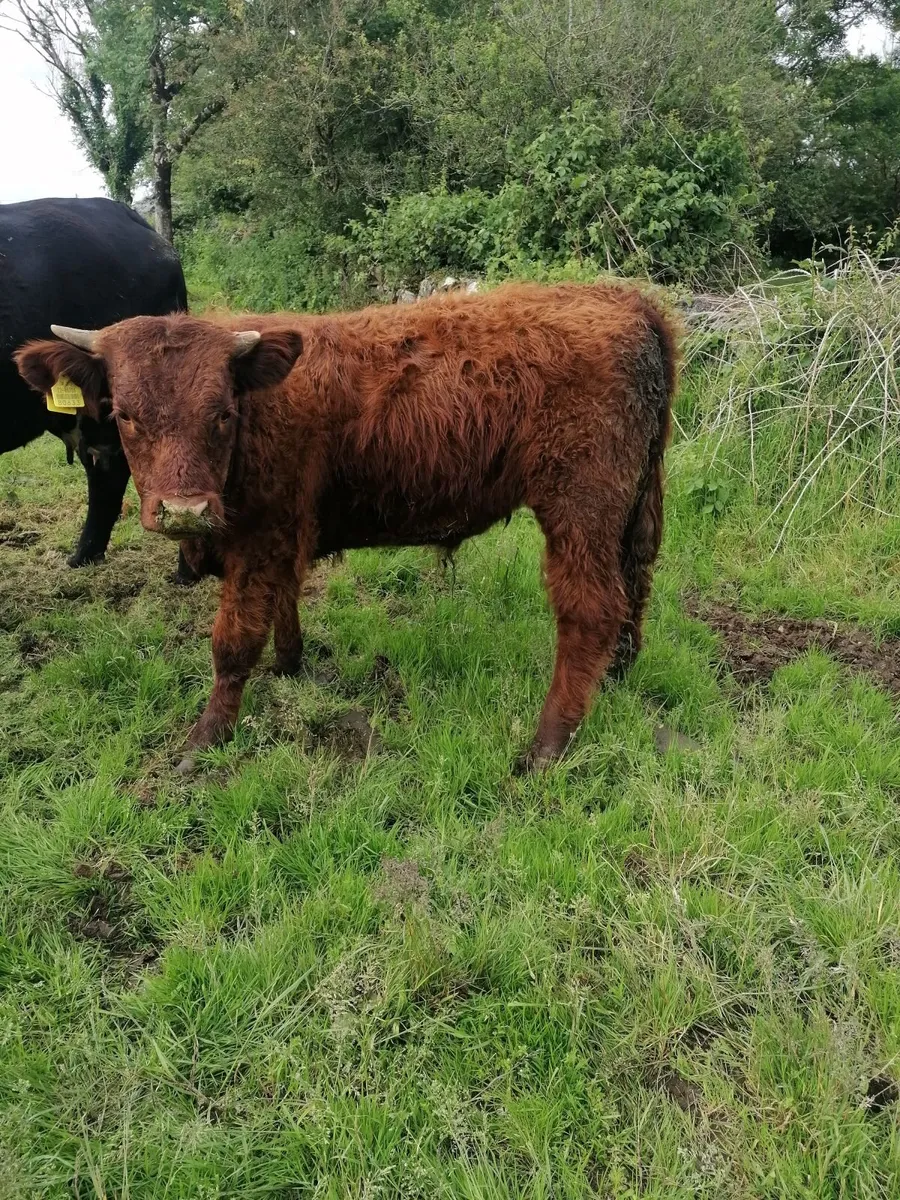 Bull - Image 1
