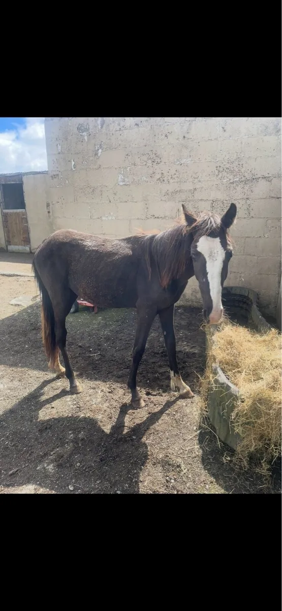 Yearling filly - Image 3