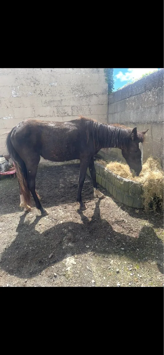 Yearling filly - Image 4
