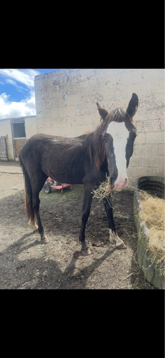 Yearling filly - Image 1