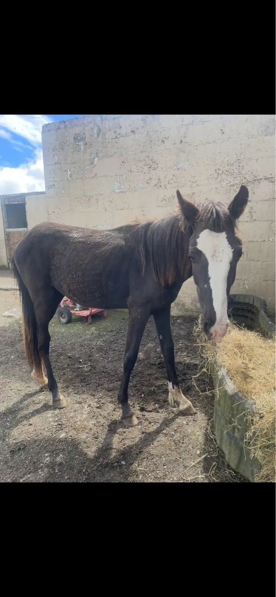 Yearling filly - Image 2