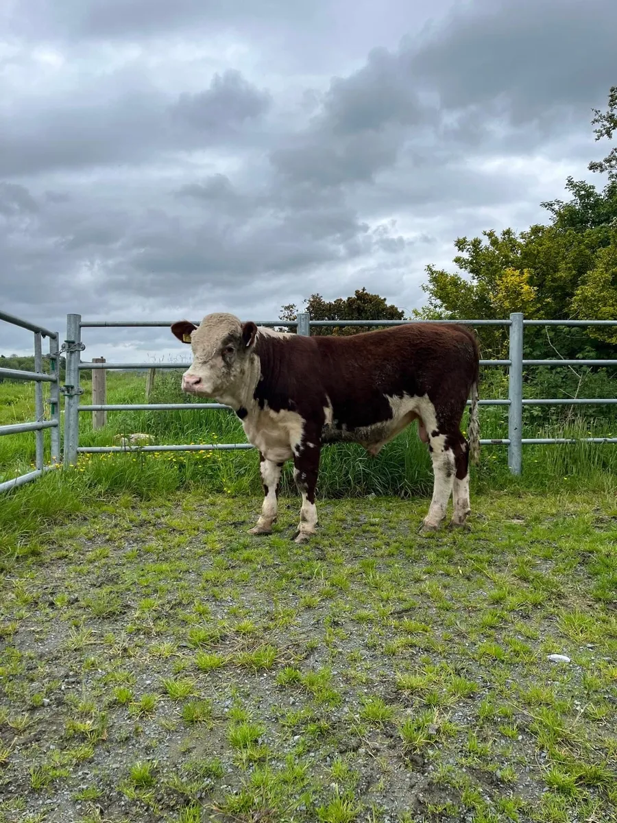 Hereford Bull - Image 1