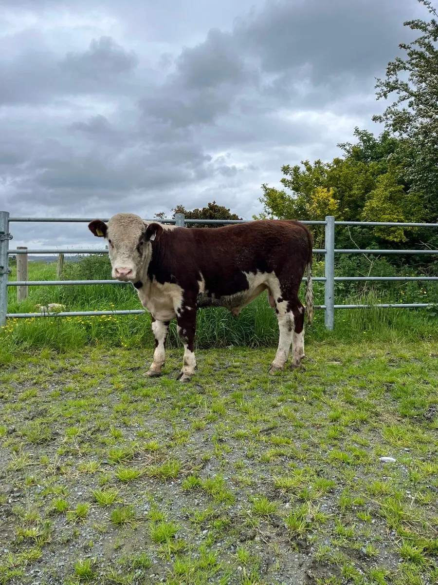 Hereford Bull - Image 2