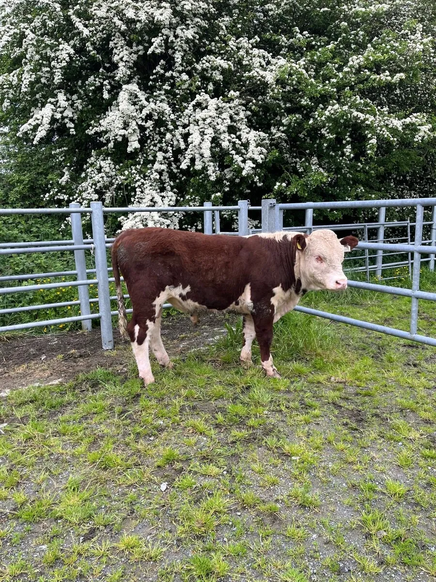 Hereford Bull - Image 3