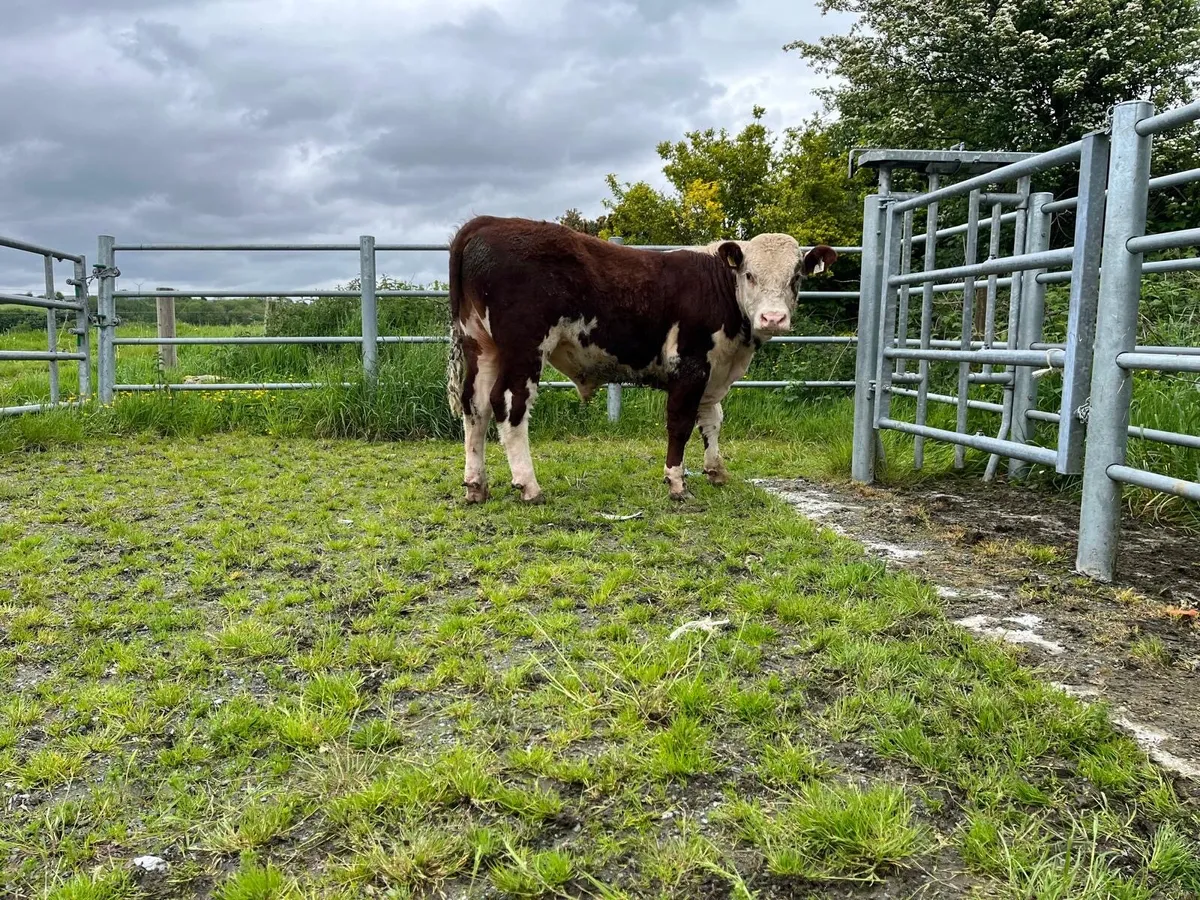 Hereford Bull - Image 4