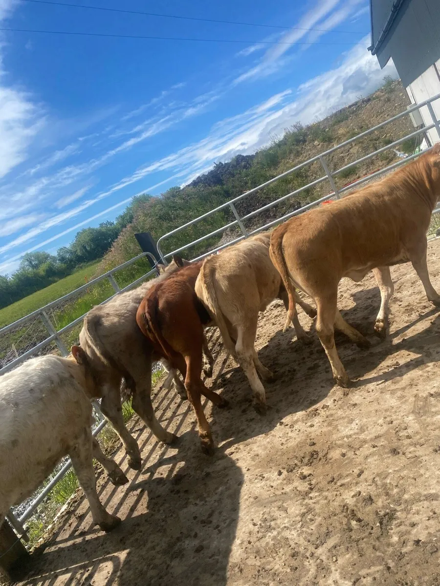 5 super suckler bred heifer weanlings - Image 1