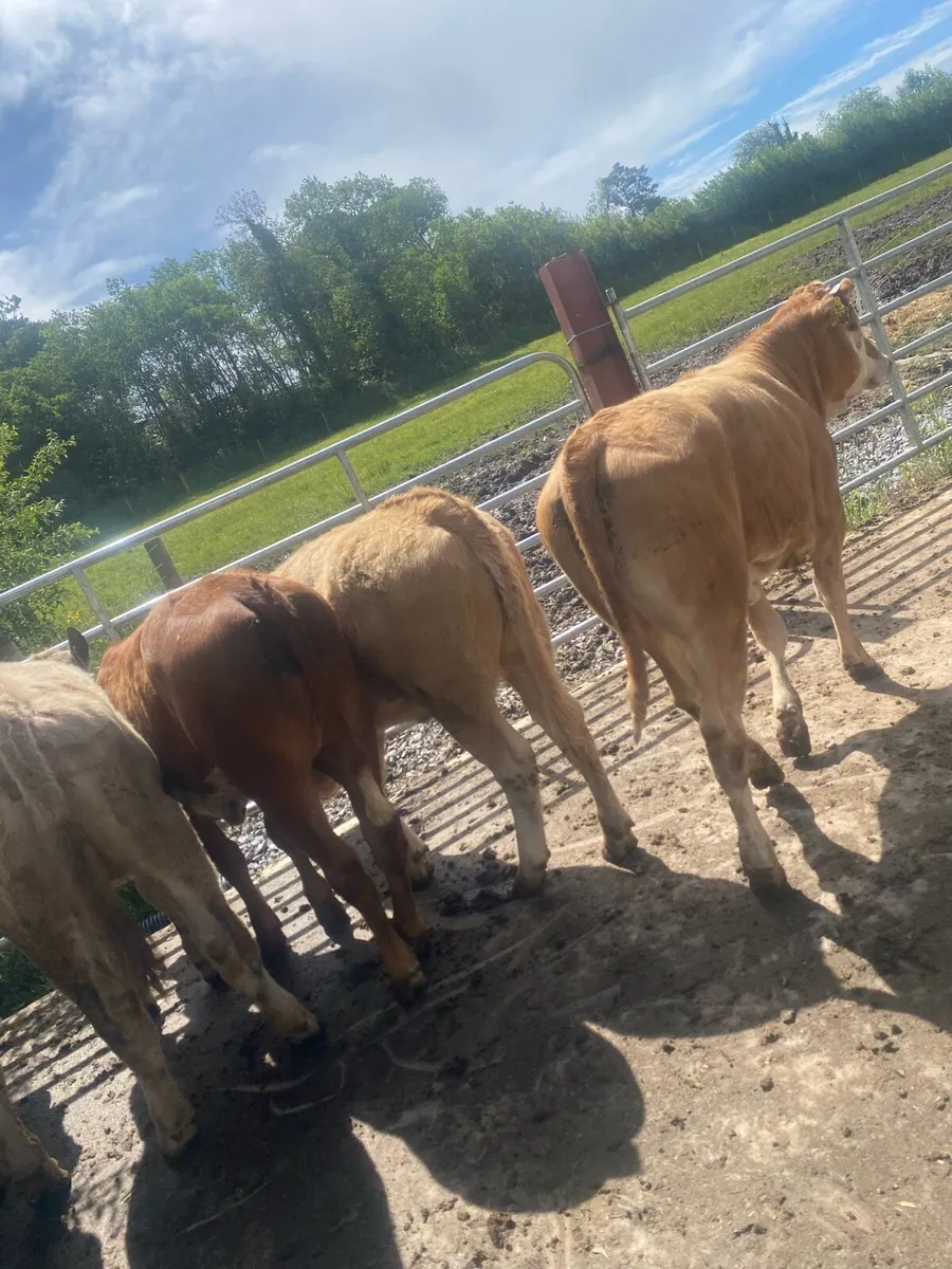 5 super suckler bred heifer weanlings - Image 2