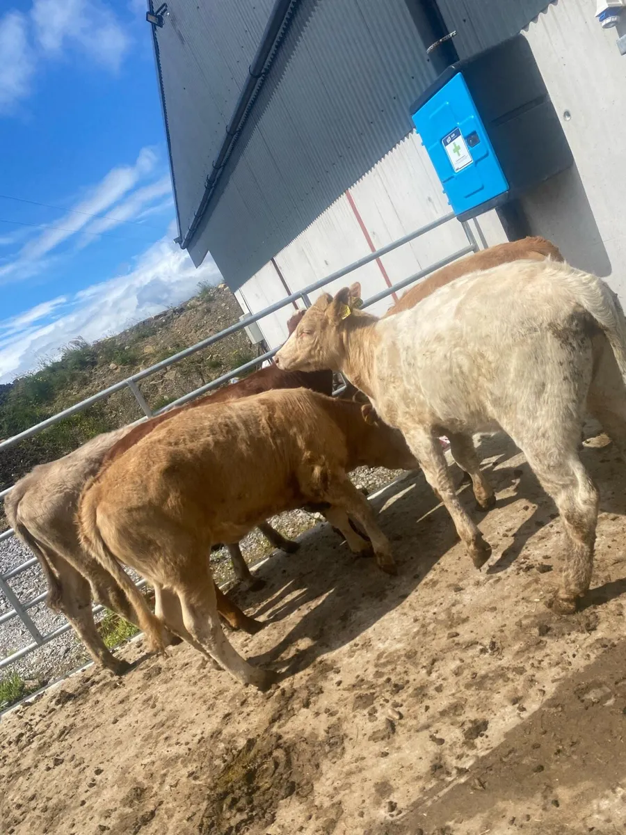 5 super suckler bred heifer weanlings - Image 3