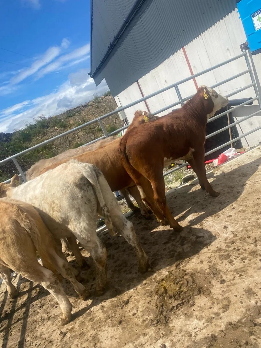 5 super suckler bred heifer weanlings - Image 4