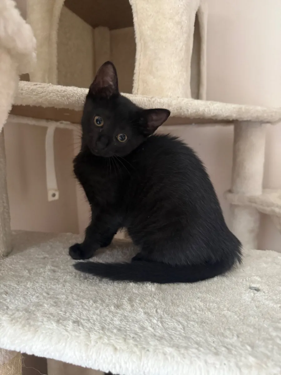 Cat - Image 4