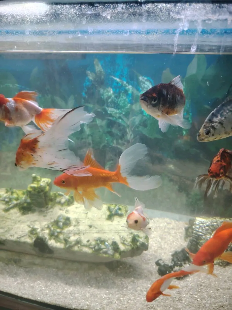 Fish tank - Image 2