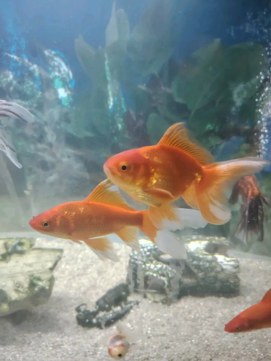 Fish tank - Image 3