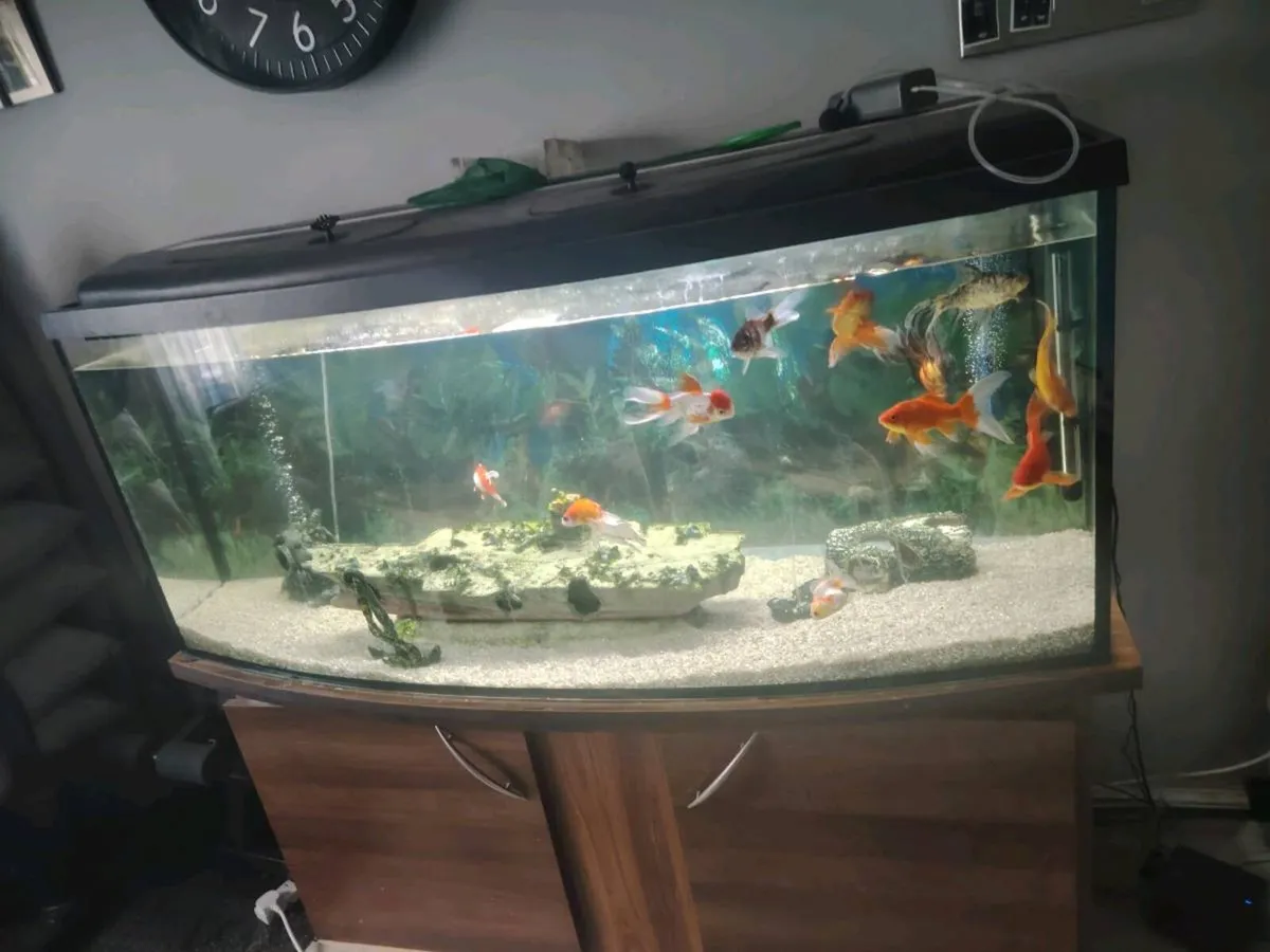 Fish tank - Image 4