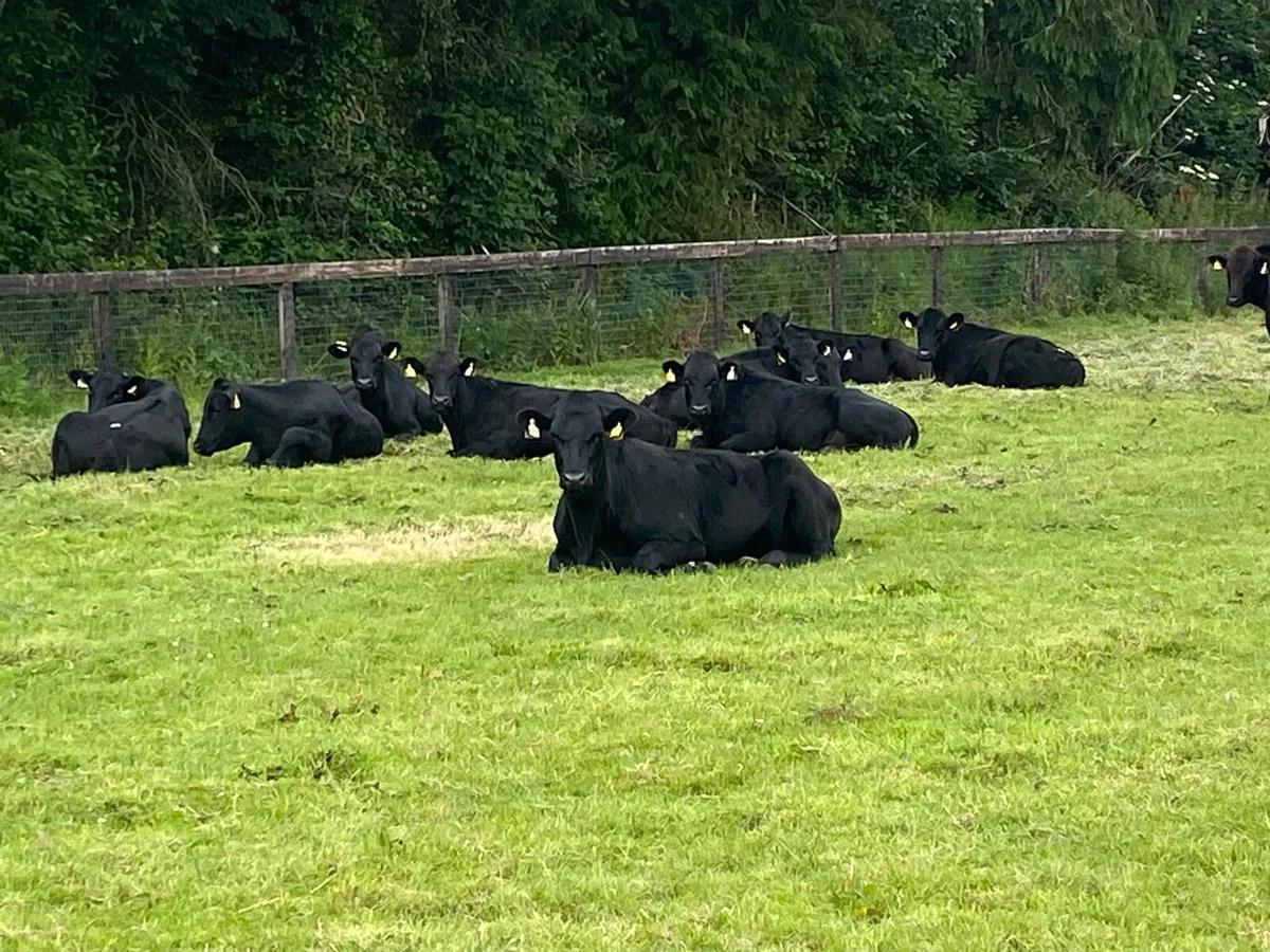 11 Angus Bullocks 400kg @ Lissava Livestock - Image 1