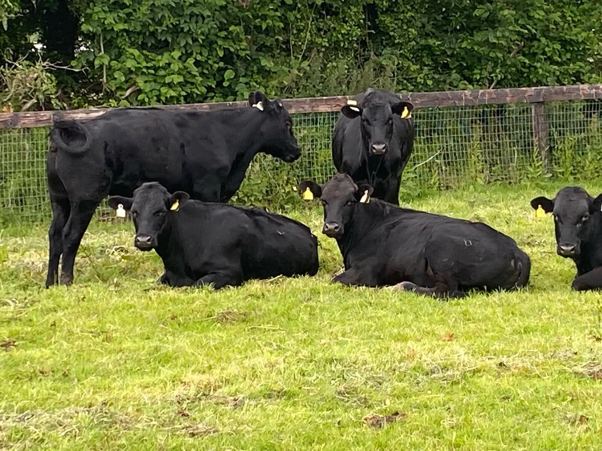 11 Angus Bullocks 400kg @ Lissava Livestock - Image 2