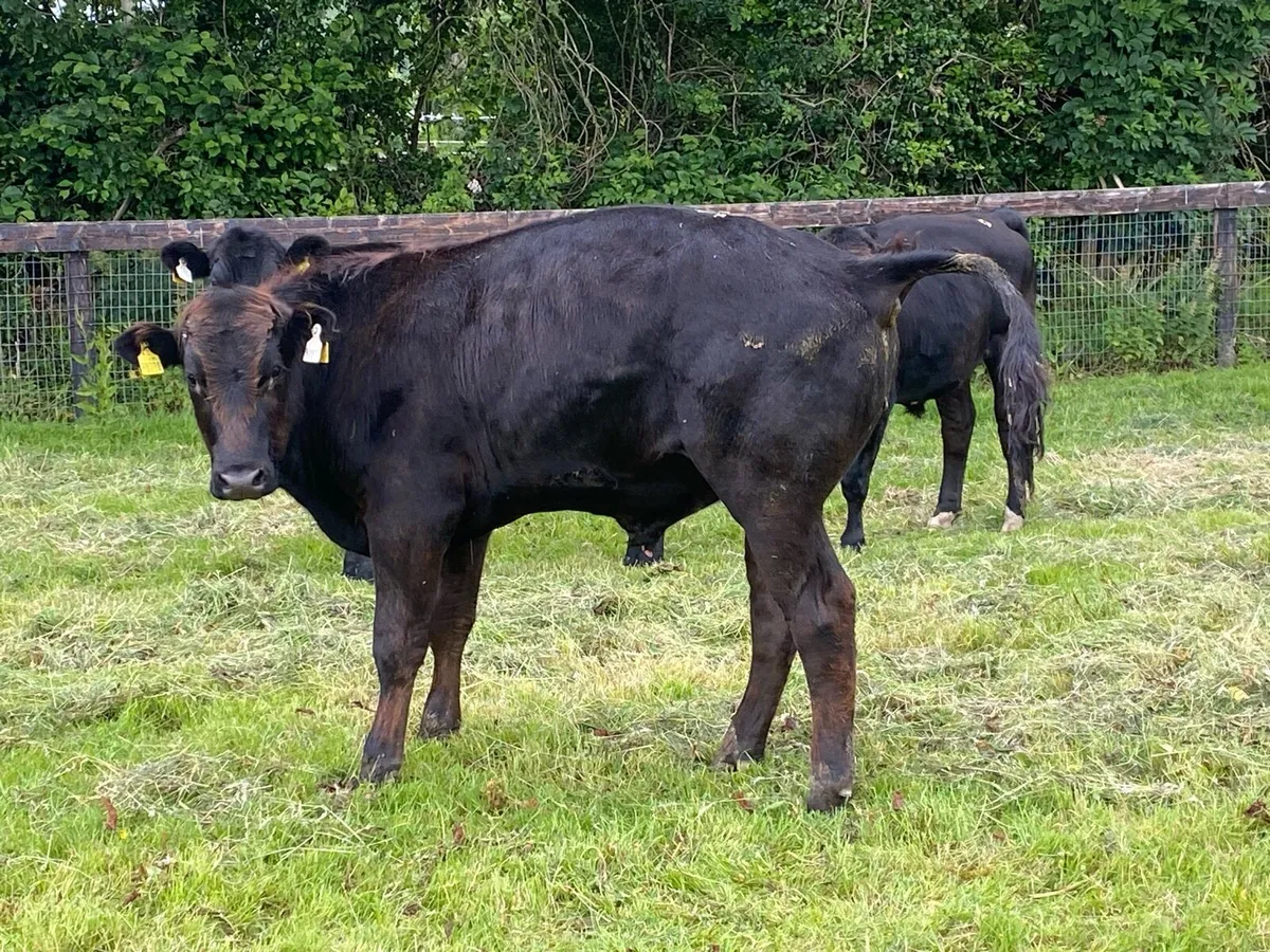 11 Angus Bullocks 400kg @ Lissava Livestock - Image 3