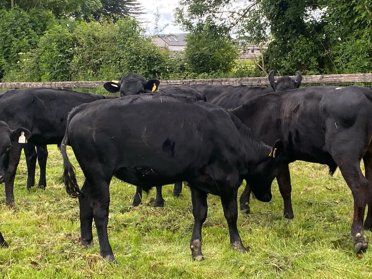 11 Angus Bullocks 400kg @ Lissava Livestock - Image 4