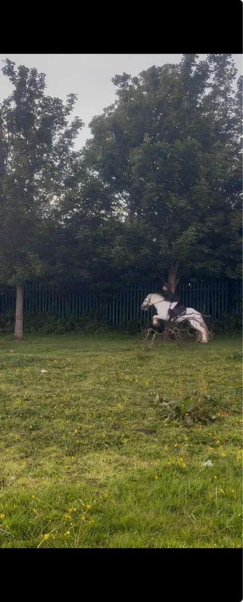 Pony - Image 2