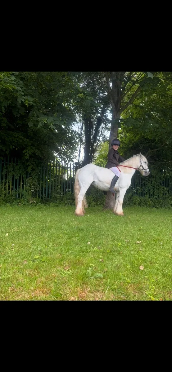 Pony - Image 3