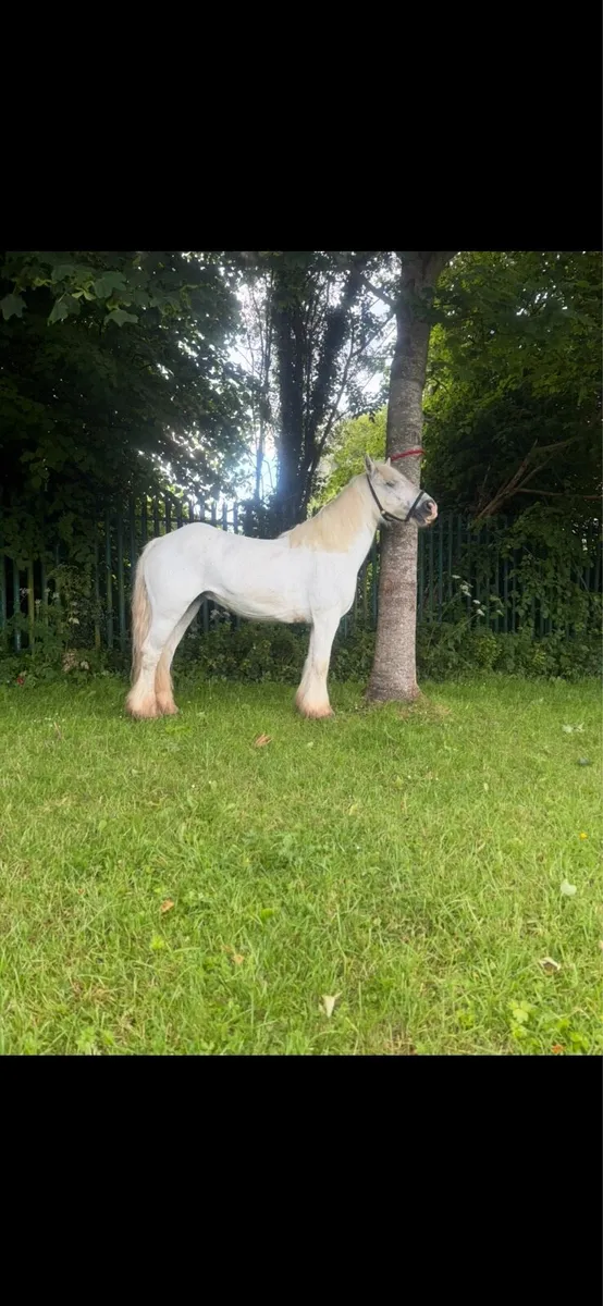 Pony - Image 4