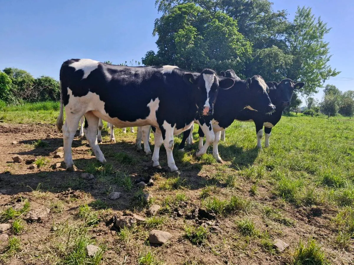 Heifers - Image 1