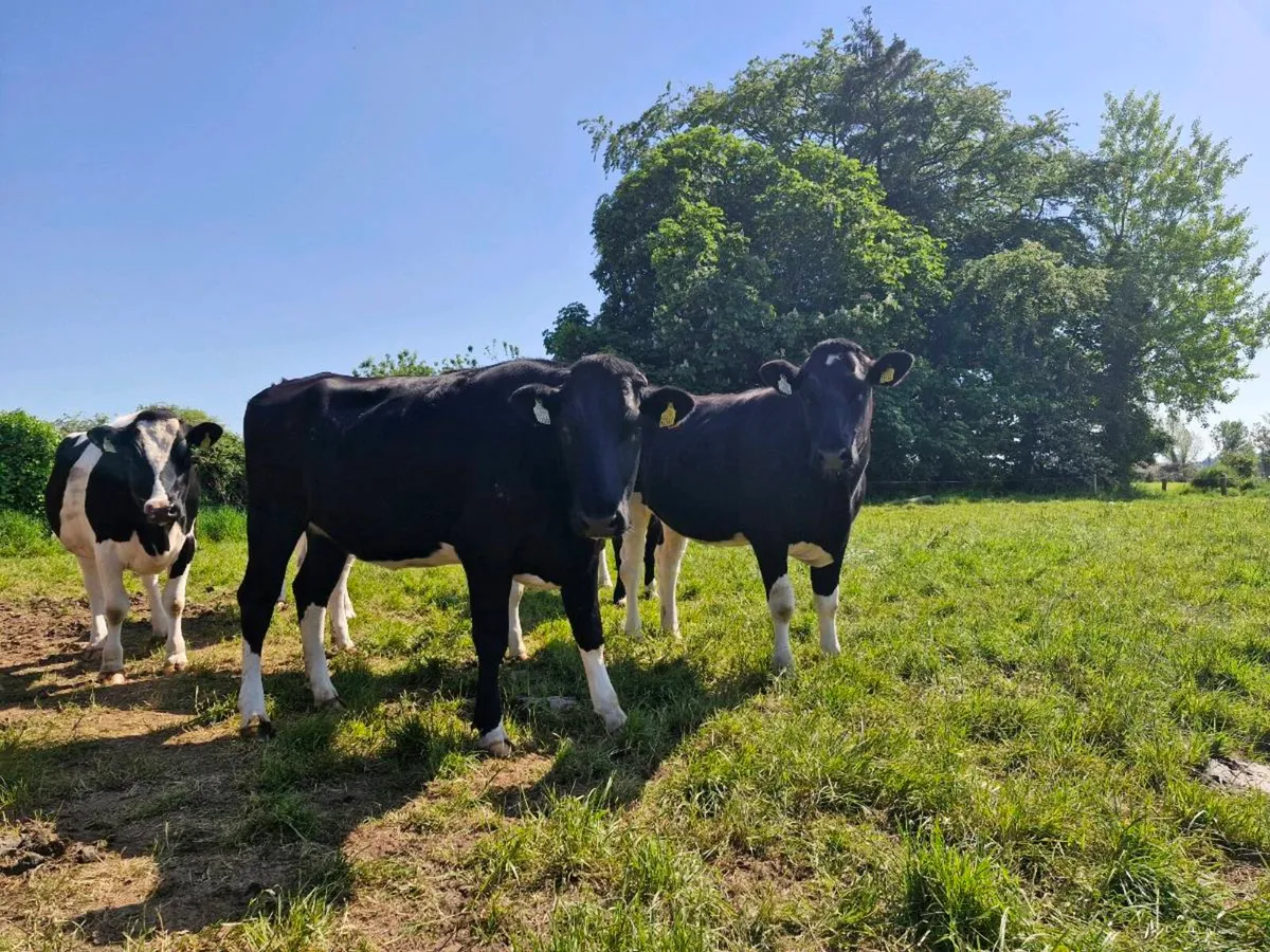 Heifers - Image 2