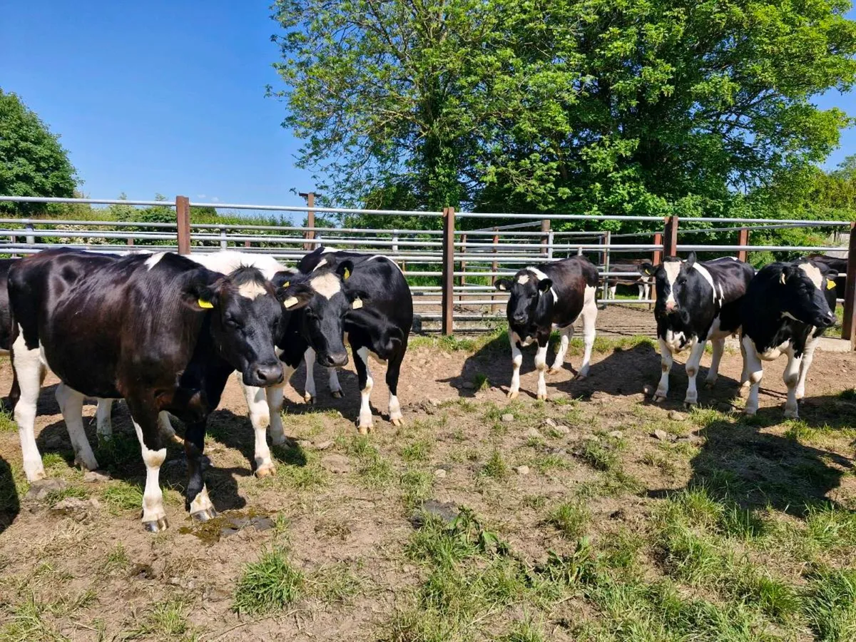 Heifers - Image 3