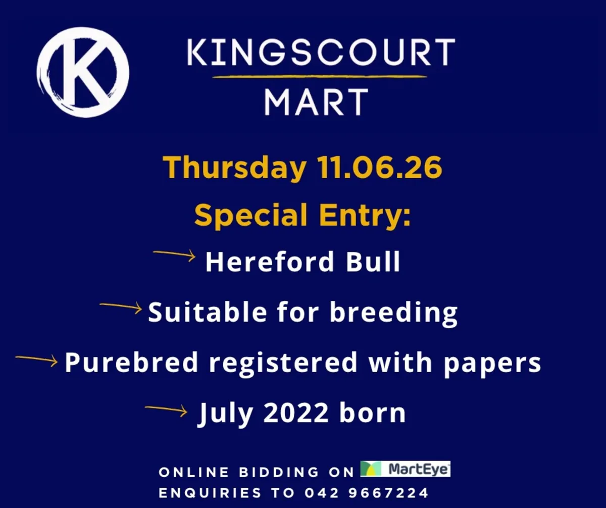 Pedigree Hereford Bull - Image 2