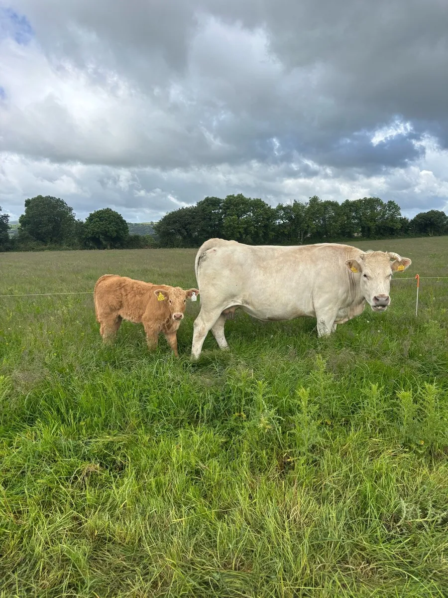 CHX and LMX with calf - Image 2