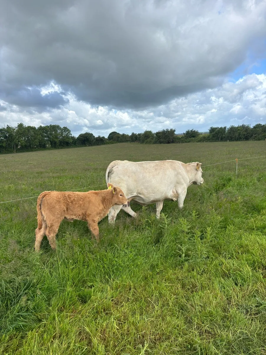 CHX and LMX with calf - Image 3